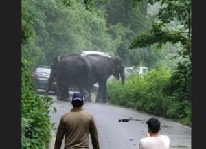 elephant.jpg