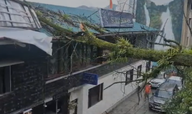 tree-fell-on-Mall-Road.png