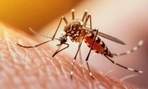 dengue.jpg