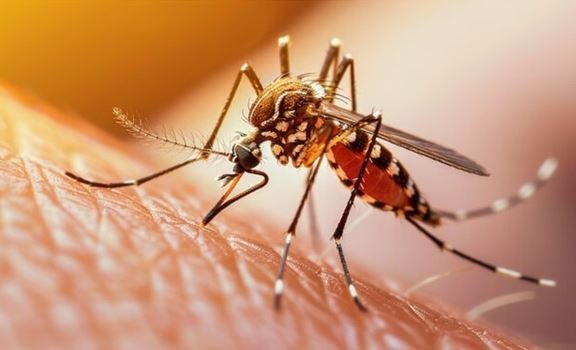 dengue.jpg